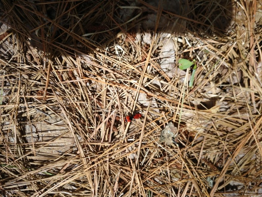 Redden State Forest