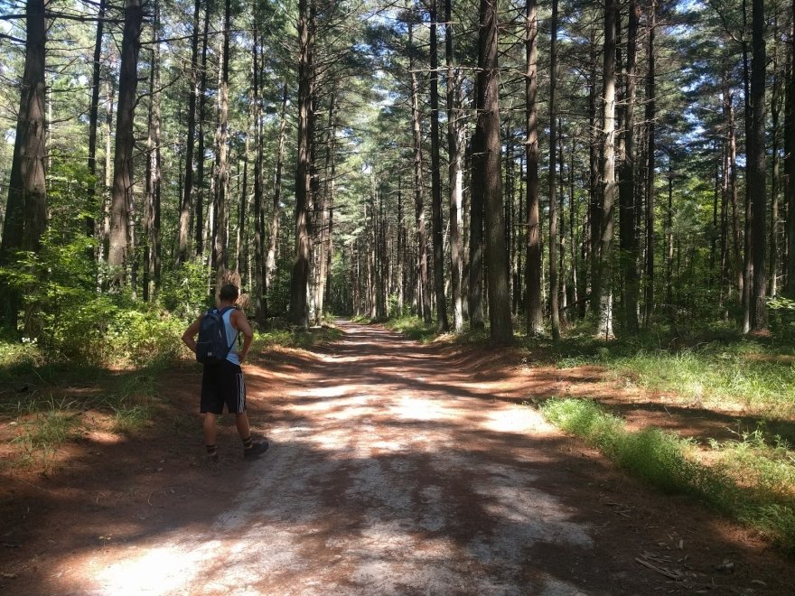 Redden State Forest