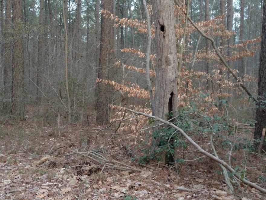 Redden State Forest