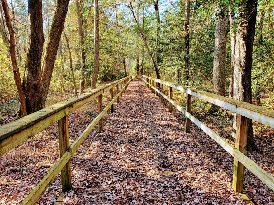 Redden State Forest