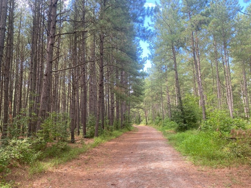 Redden State Forest