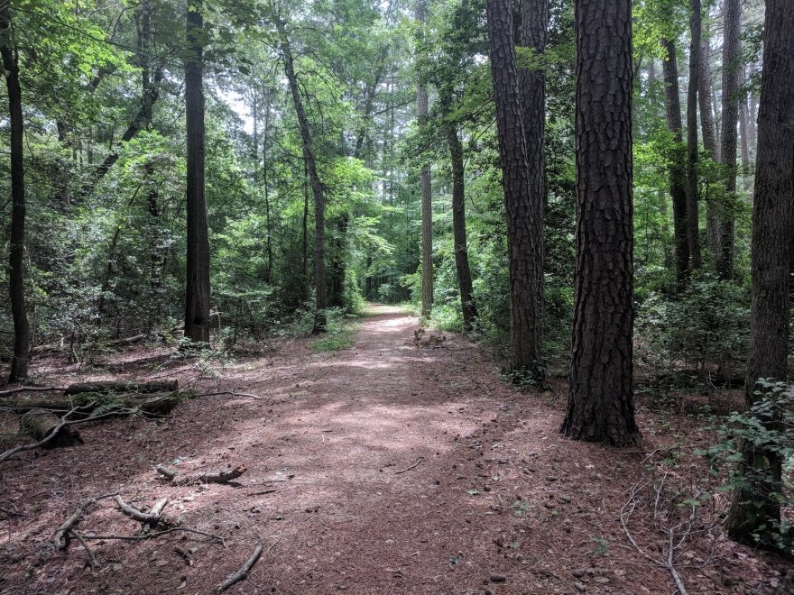 Redden State Forest