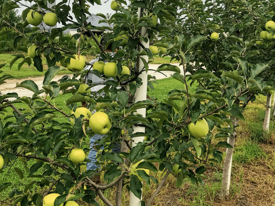 Parsons Farms Produce