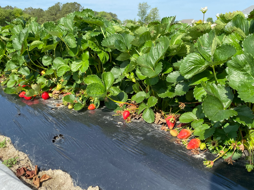 Parsons Farms Produce