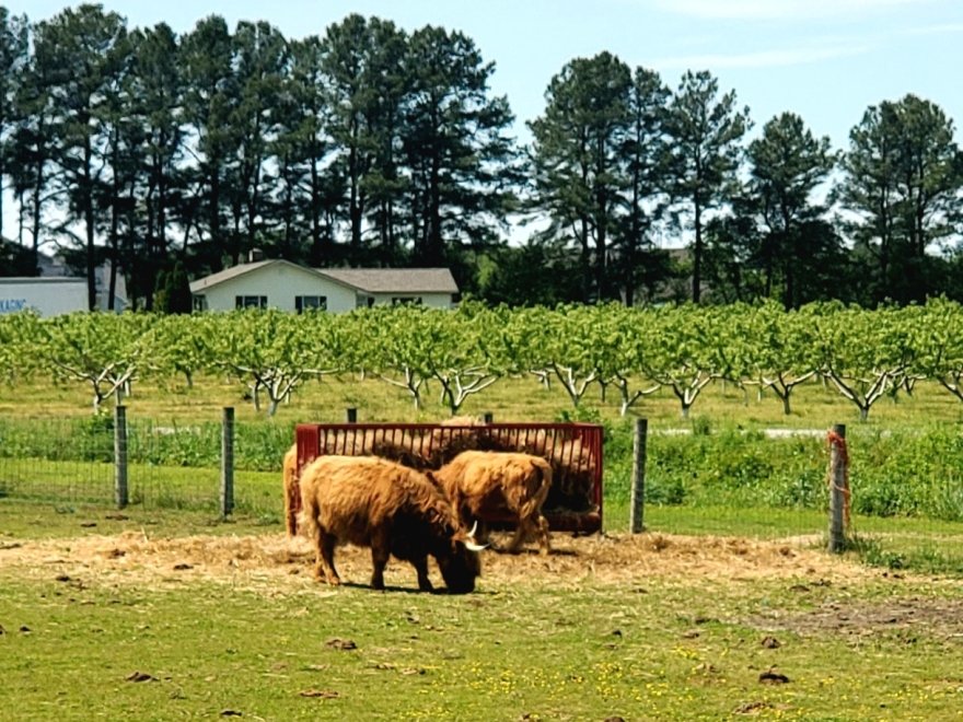 Parsons Farms Produce