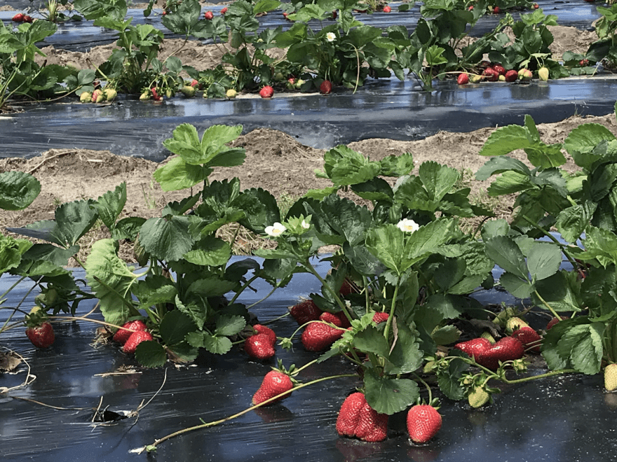 Parsons Farms Produce