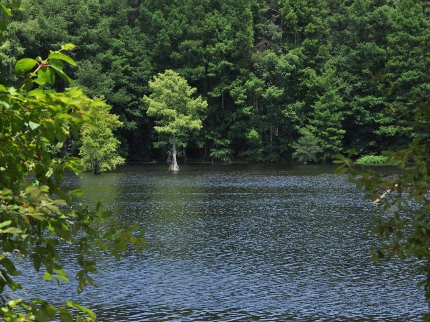 Baldcypress Nature Center