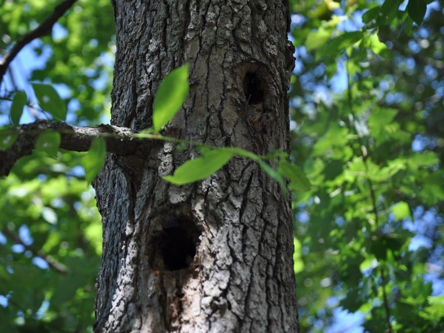 Baldcypress Nature Center