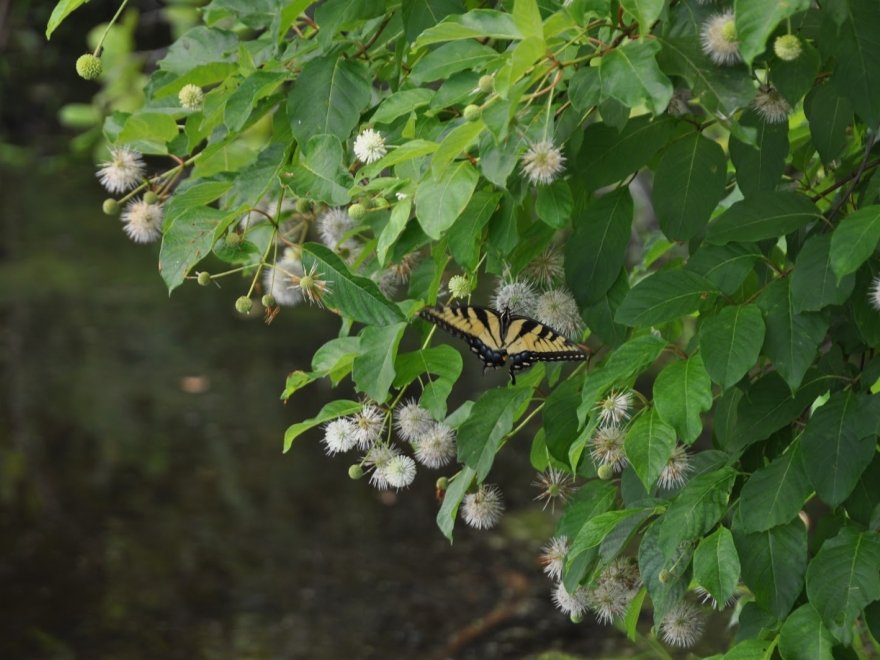 Baldcypress Nature Center