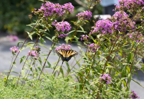 Butterflies & Blooms at The Delaware Botanic Gardens